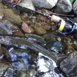 フライ名人といつもの谷へ ～長良川水系～